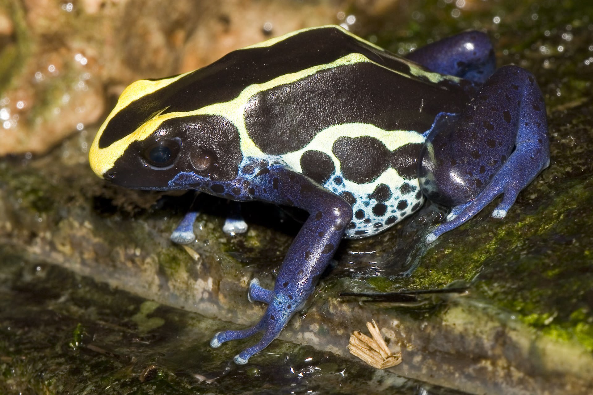 Detailed image of a blue poison dart frog perched on a mossy tree trunk in a lush, green forest setting.