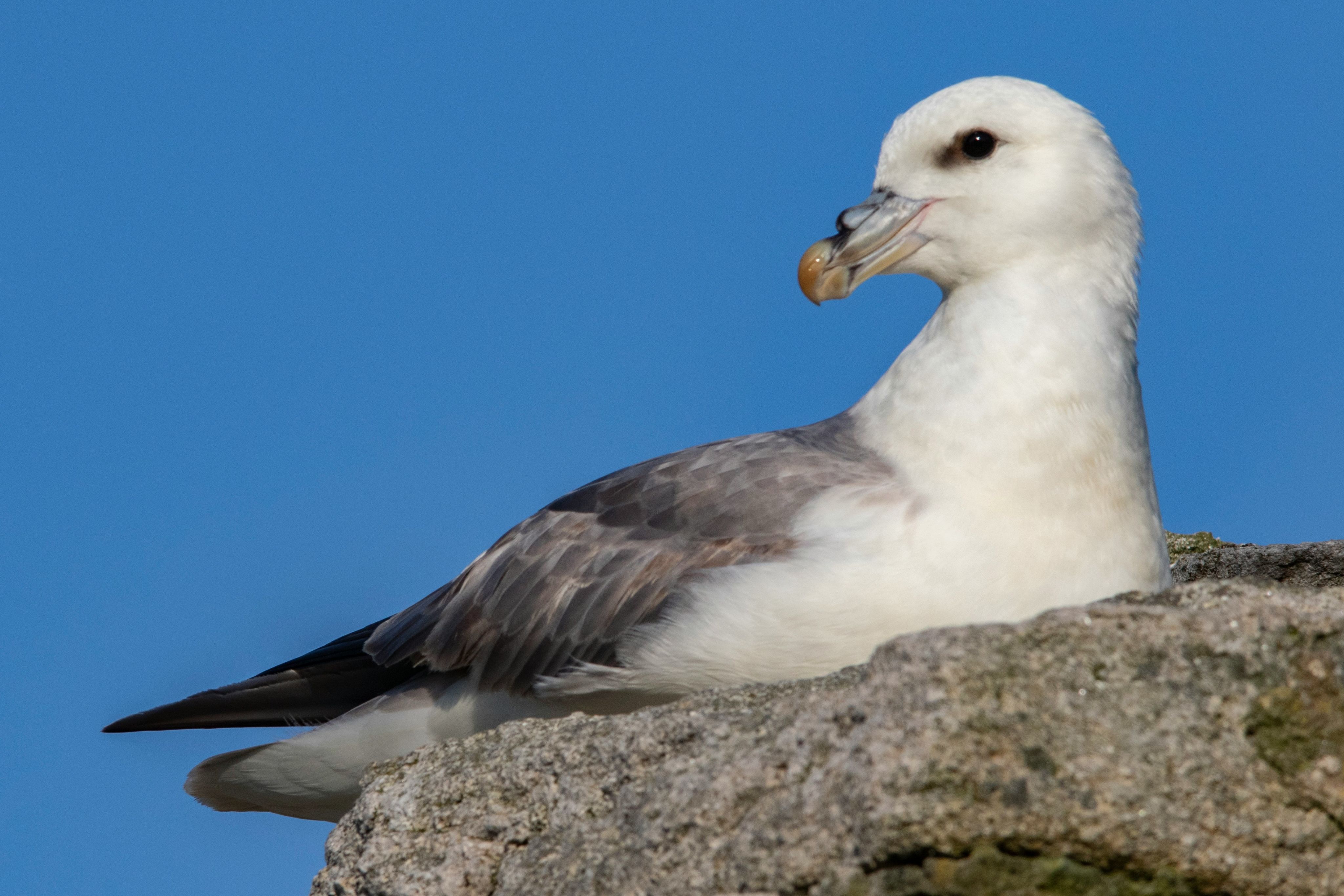 a seagull sitting on top of a rock