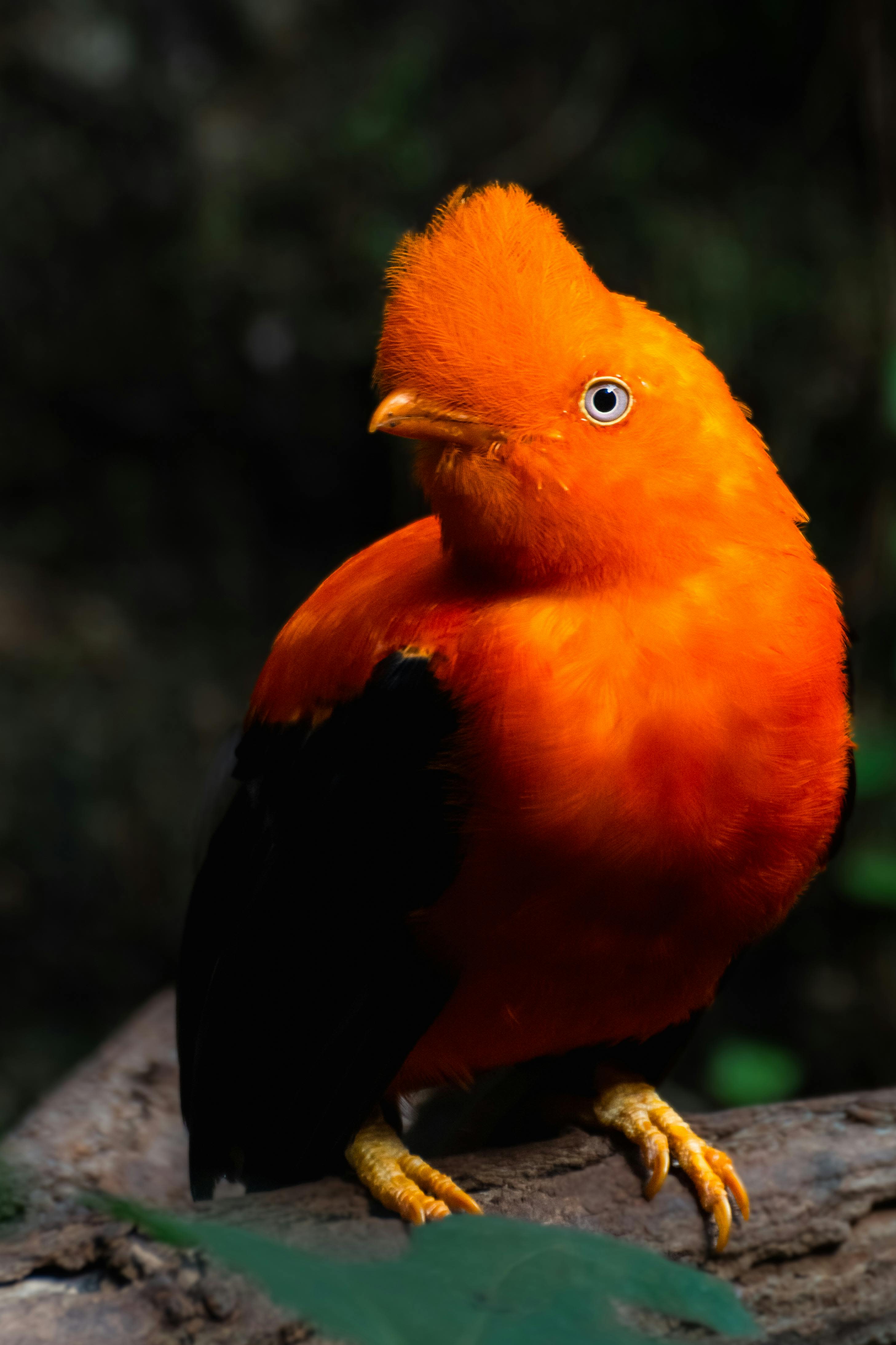 Colorful Andean Cock-of-the-rock bird perched, showcasing bright orange plumage.