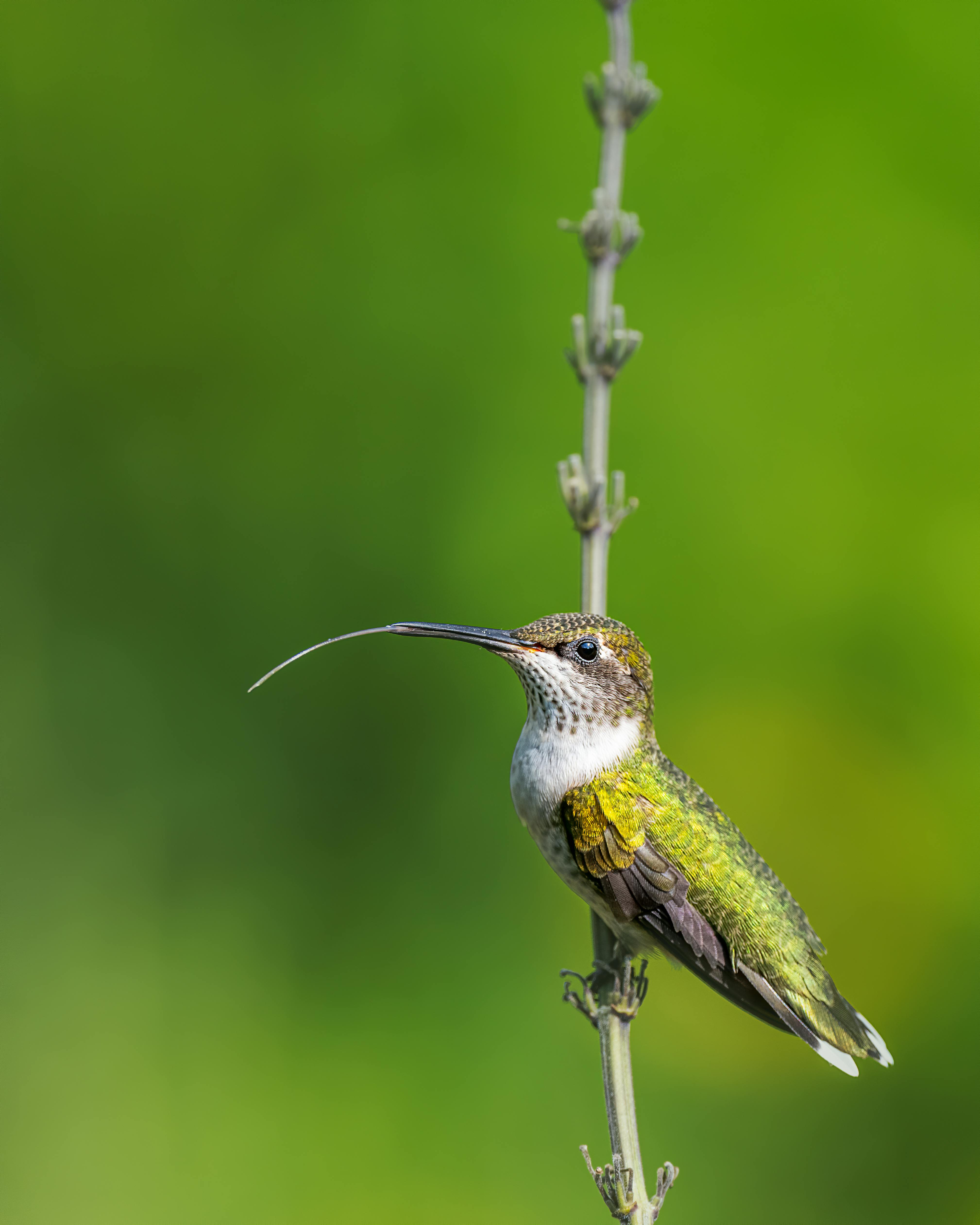 Tiny hummingbird with long curvy beak sitting on thin plant stem against blurred lush greenery