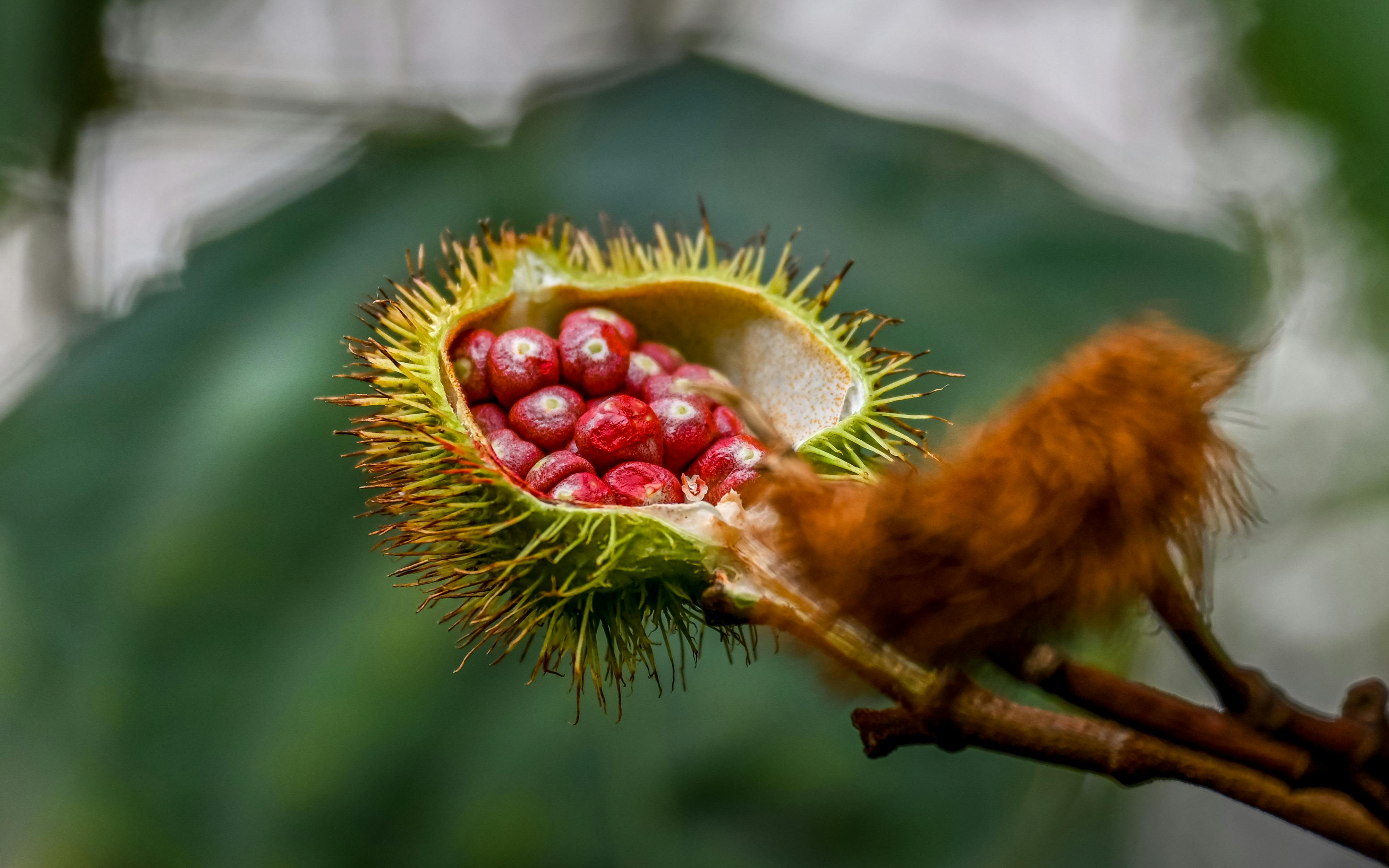Macro shot of vibrant annatto seeds in an open pod on a tree branch.